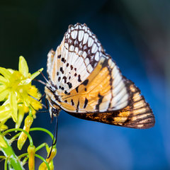 Byblia anvatara