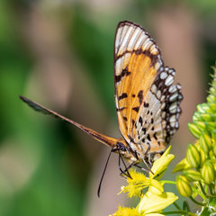 Byblia anvatara