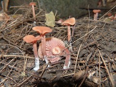 Laccaria laccata pallidifolia