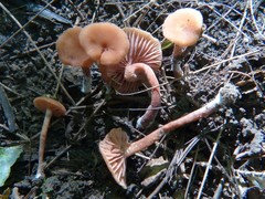 Laccaria laccata pallidifolia
