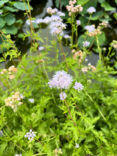 Palmleaf Mistflower