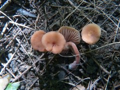 Laccaria laccata pallidifolia