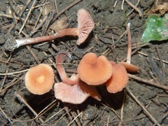 Laccaria laccata pallidifolia