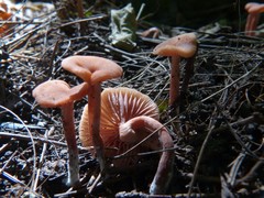 Laccaria laccata pallidifolia