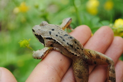 Rana dalmatina