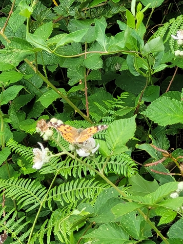 Painted Lady