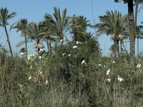Western Cattle-Egret