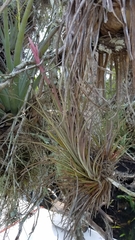Tillandsia × floridana