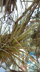 Tillandsia × floridana