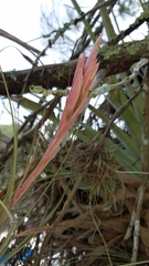 Tillandsia × floridana