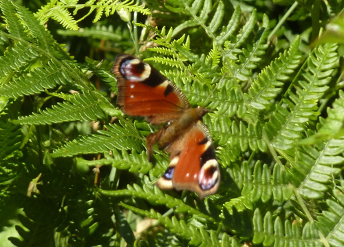 European Peacock Butterfly