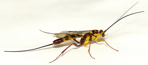 Lissonota adornata