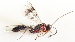 Phygadeuontinae