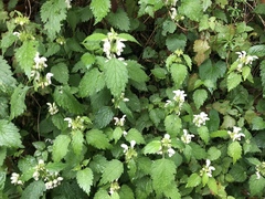 Lamium flexuosum
