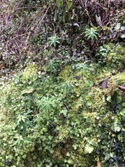 Paris polyphylla stenophylla