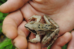 Rana dalmatina