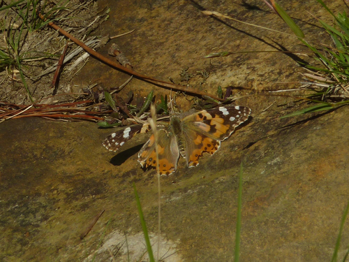 Painted Lady