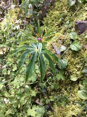 Paris polyphylla stenophylla