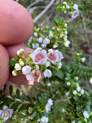 (c) Tyler Anthony, some rights reserved (CC BY) Thryptomene saxicola, photograph (c) Tyler Anthony, some rights reserved (CC BY)