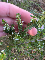 (c) Tyler Anthony, some rights reserved (CC BY) Thryptomene saxicola, photograph (c) Tyler Anthony, some rights reserved (CC BY)