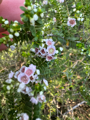 (c) Tyler Anthony, some rights reserved (CC BY) Thryptomene saxicola, photograph (c) Tyler Anthony, some rights reserved (CC BY)