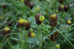 Trifolium spadiceum