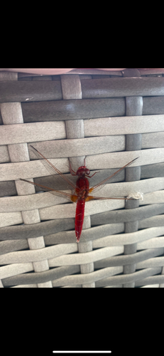 Broad Scarlet