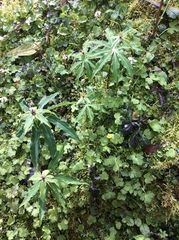 Paris polyphylla stenophylla