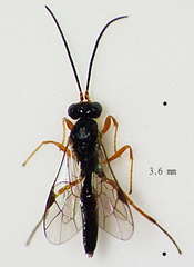 Phygadeuontinae