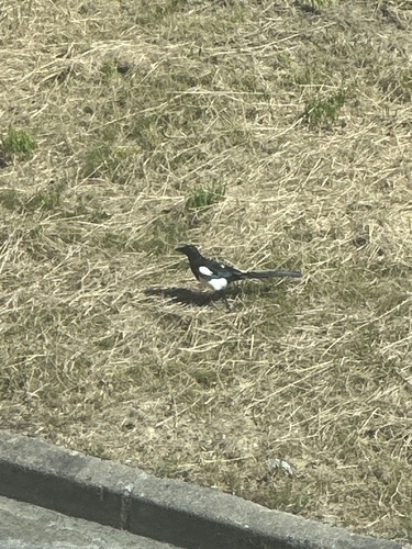 Eurasian Magpie