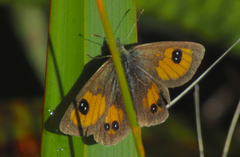 Argyrophenga janitae