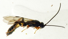 Metopiinae