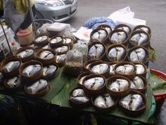 Rastrelliger brachysoma