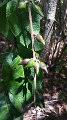 Commiphora grandifolia