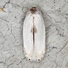 Pseudopostega quadristrigella