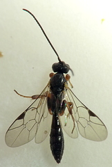 Metopiinae