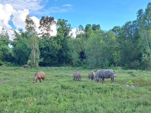 Domestic Water Buffalo