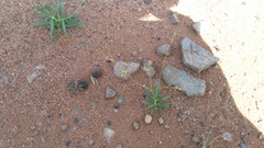 Kohautia ramosissima