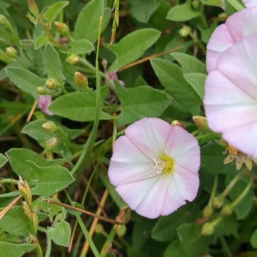 field bindweed