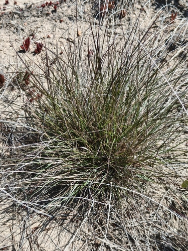 Tripogon chinensis