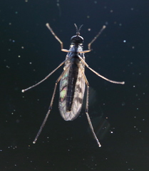 Sylvicola punctatus