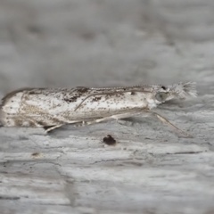 Microcrambus kimballi