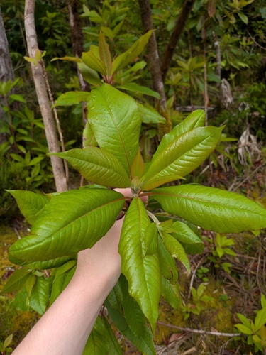 Clethra arborea, photograph 5