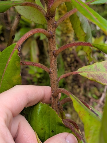 Clethra arborea, photograph 6