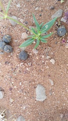 Kohautia ramosissima