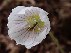 Oxalis griffithii