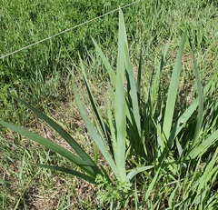 Iris dichotoma, photograph (c) Urgamal Magsar, some rights reserved (CC BY)