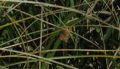 Argyrophenga janitae