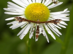 Geina tenuidactylus
