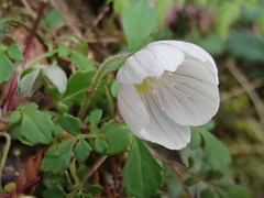 Oxalis griffithii